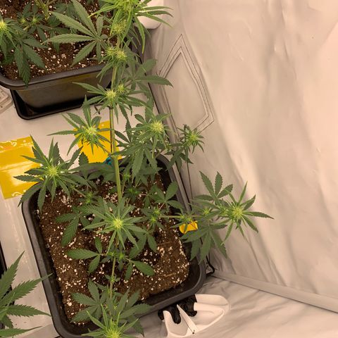 HulkBerry growlog timeline photo