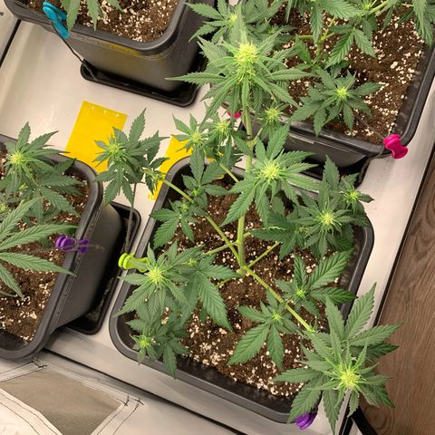 Bubble Kush growlog timeline photo