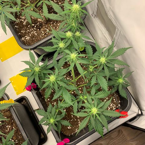 Haze Berry growlog timeline photo