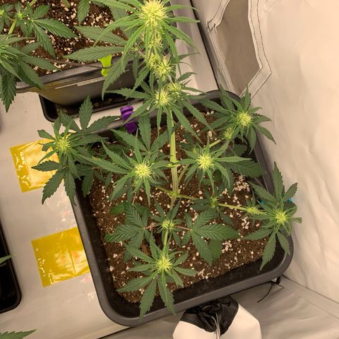 Grape Ape growlog timeline photo