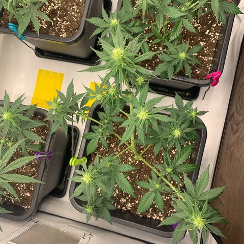 Bubble Kush growlog timeline photo