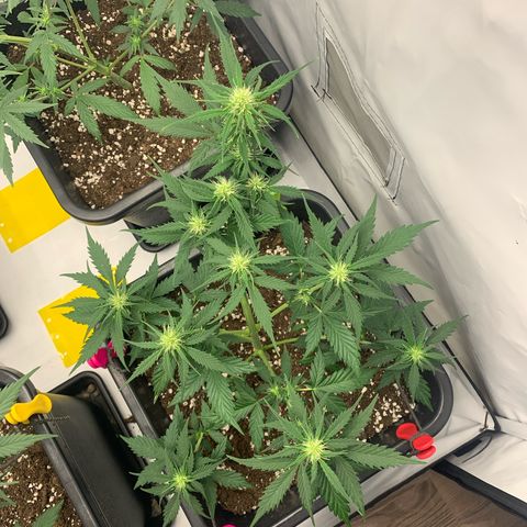 Haze Berry growlog timeline photo