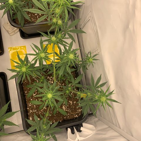 HulkBerry growlog timeline photo
