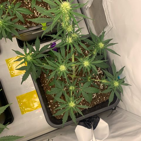 Grape Ape growlog timeline photo