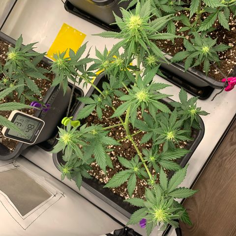 Bubble Kush growlog timeline photo
