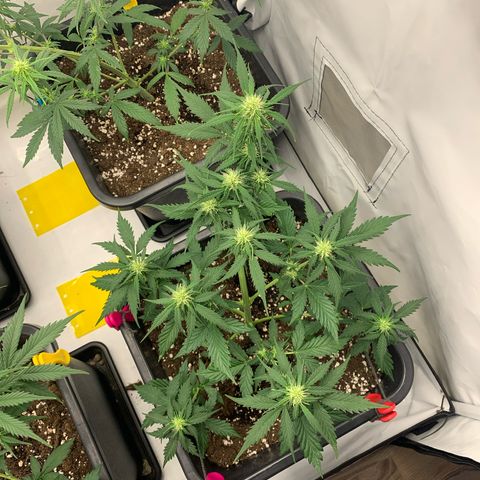 Haze Berry growlog timeline photo