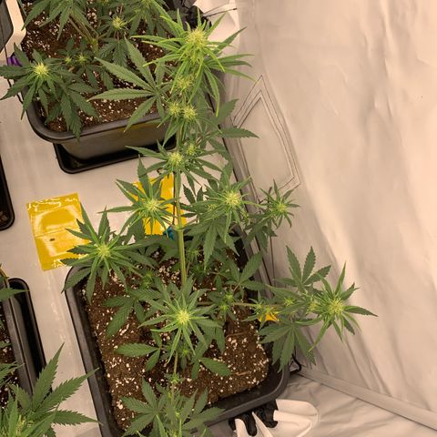 HulkBerry growlog timeline photo