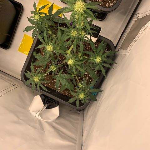 Grape Ape growlog timeline photo