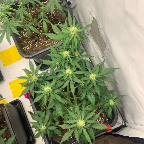 Haze Berry growlog timeline photo