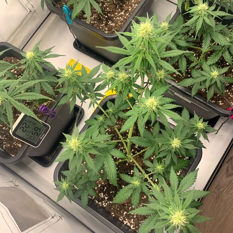 Bubble Kush growlog timeline photo
