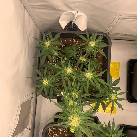 Grape Ape growlog timeline photo