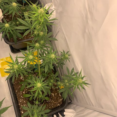 HulkBerry growlog timeline photo