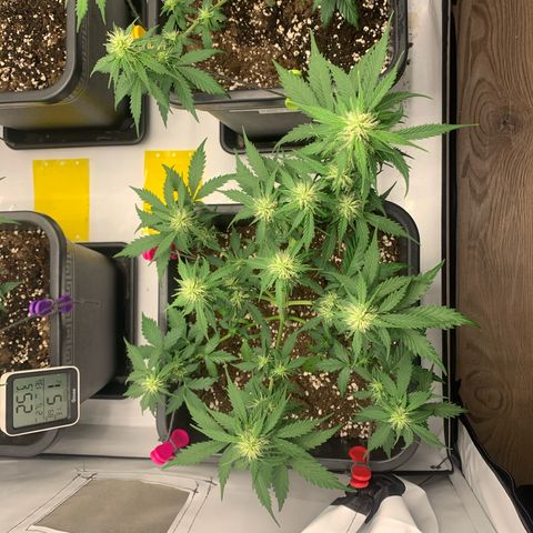 Haze Berry growlog timeline photo