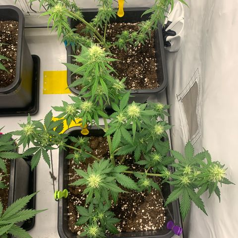 Bubble Kush growlog timeline photo
