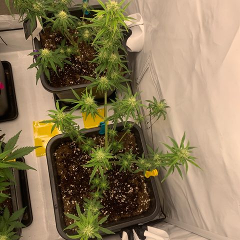 HulkBerry growlog timeline photo