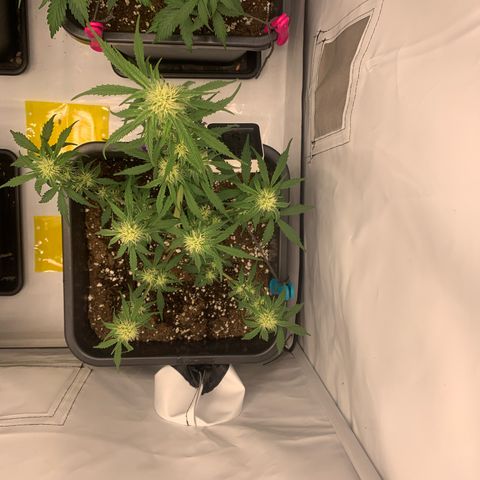 Grape Ape growlog timeline photo