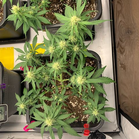 Haze Berry growlog timeline photo