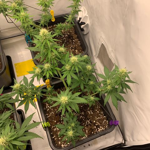 Bubble Kush growlog timeline photo