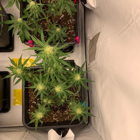 Grape Ape growlog timeline photo