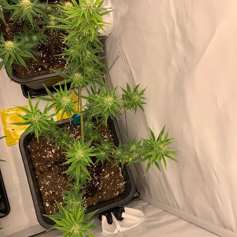 HulkBerry growlog timeline photo