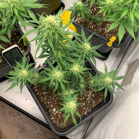 Grape Ape growlog timeline photo