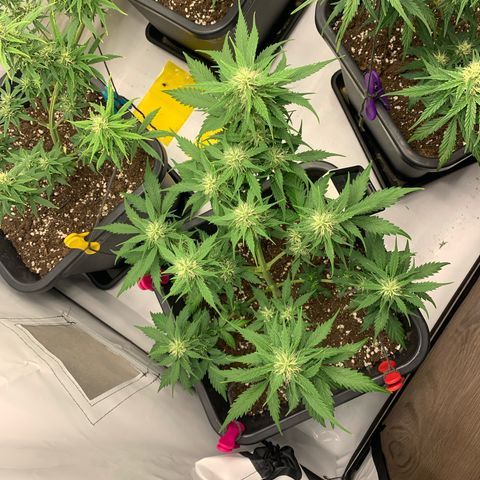 Haze Berry growlog timeline photo