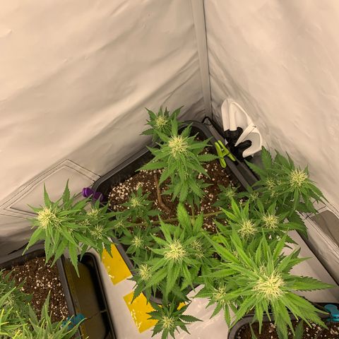 Bubble Kush growlog timeline photo