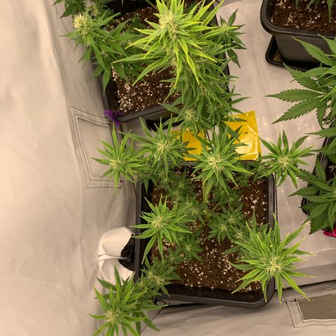 HulkBerry growlog timeline photo