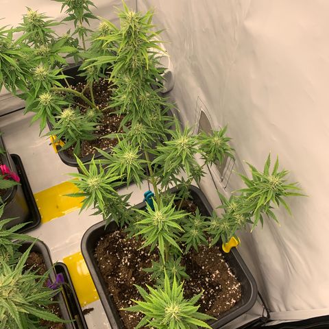 HulkBerry growlog timeline photo