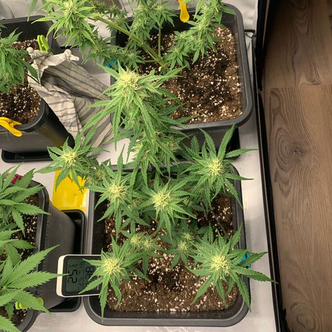 Grape Ape growlog timeline photo