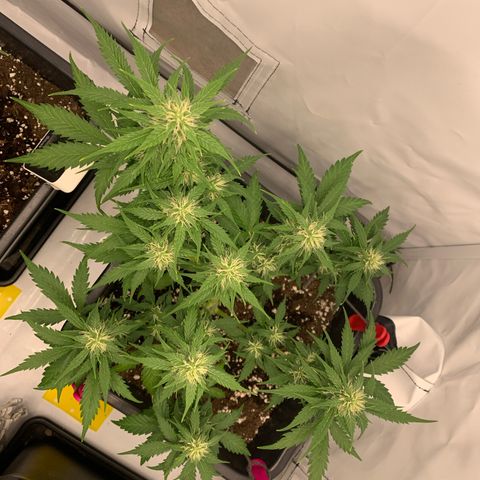 Haze Berry growlog timeline photo