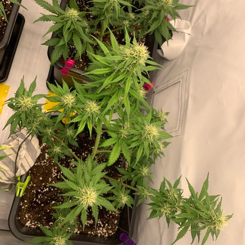 Bubble Kush growlog timeline photo