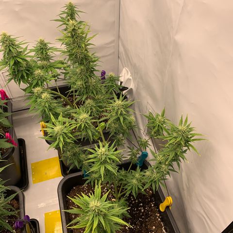 HulkBerry growlog timeline photo