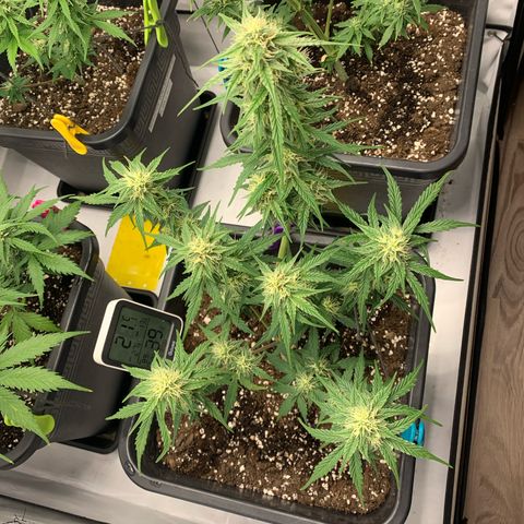 Grape Ape growlog timeline photo