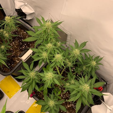 Haze Berry growlog timeline photo