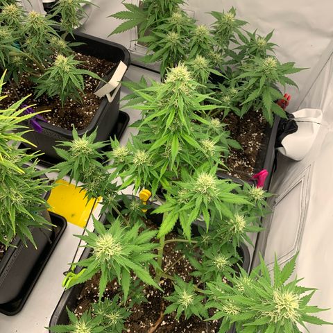 Bubble Kush growlog timeline photo