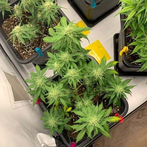 Haze Berry growlog timeline photo