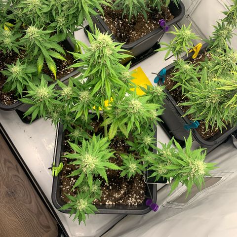 Bubble Kush growlog timeline photo