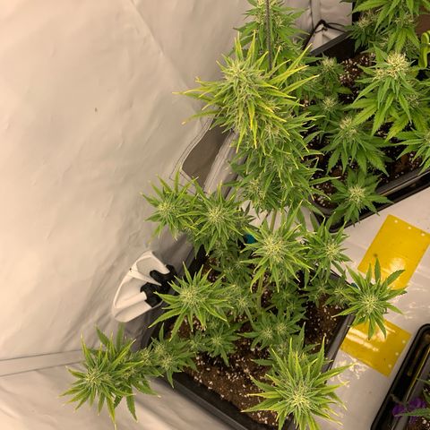 HulkBerry growlog timeline photo