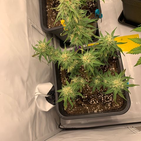 Grape Ape growlog timeline photo