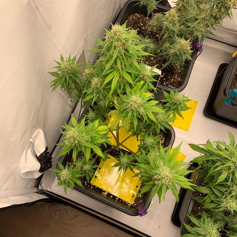 Bubble Kush growlog timeline photo