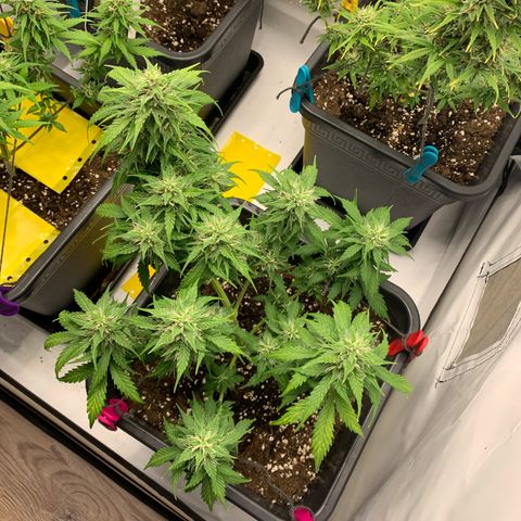 Haze Berry growlog timeline photo