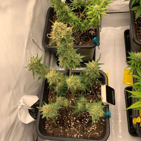Grape Ape growlog timeline photo