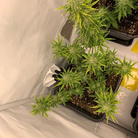 HulkBerry growlog timeline photo
