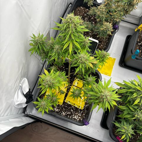 Bubble Kush growlog timeline photo