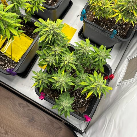Haze Berry growlog timeline photo