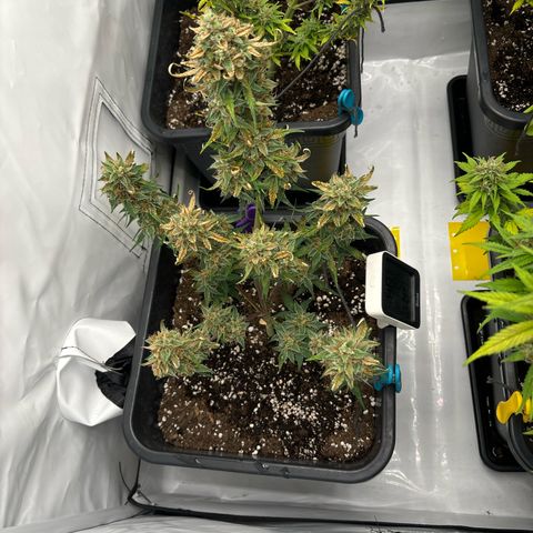 Grape Ape growlog timeline photo