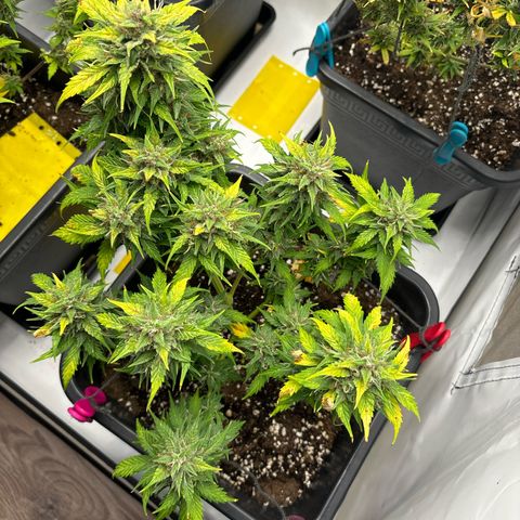 Haze Berry growlog timeline photo