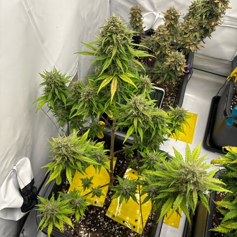 Bubble Kush growlog timeline photo