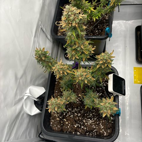 Grape Ape growlog timeline photo